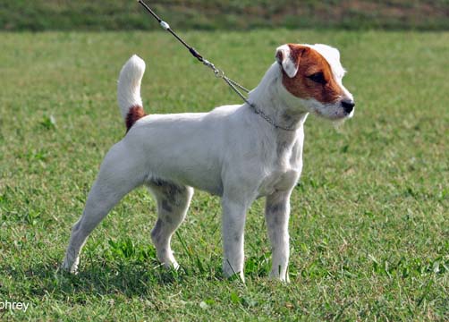 champion jack russell terrier breeders